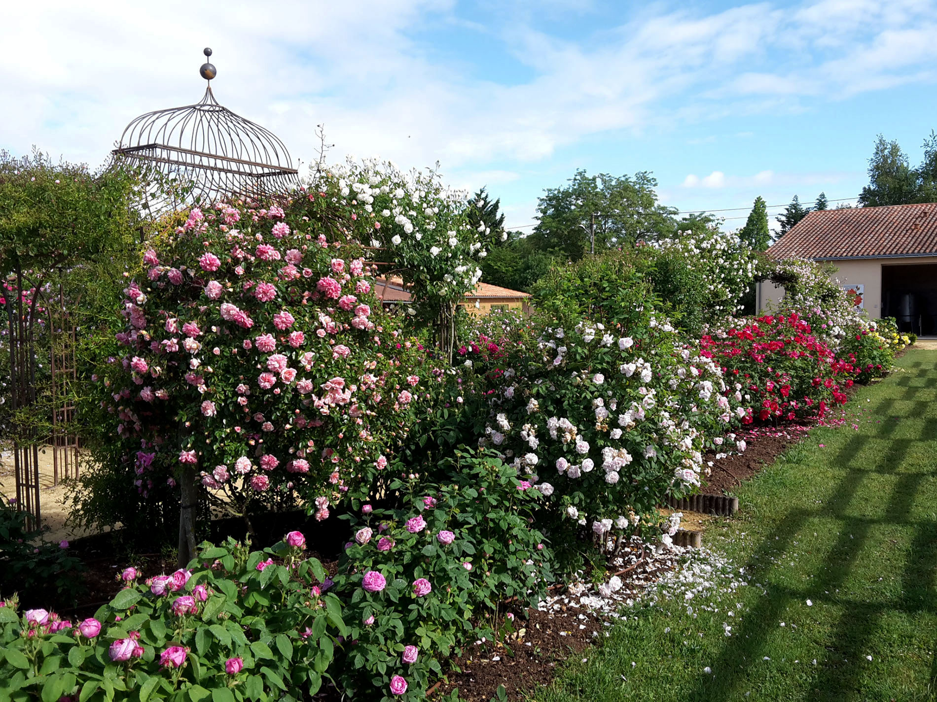 Terre de Rose