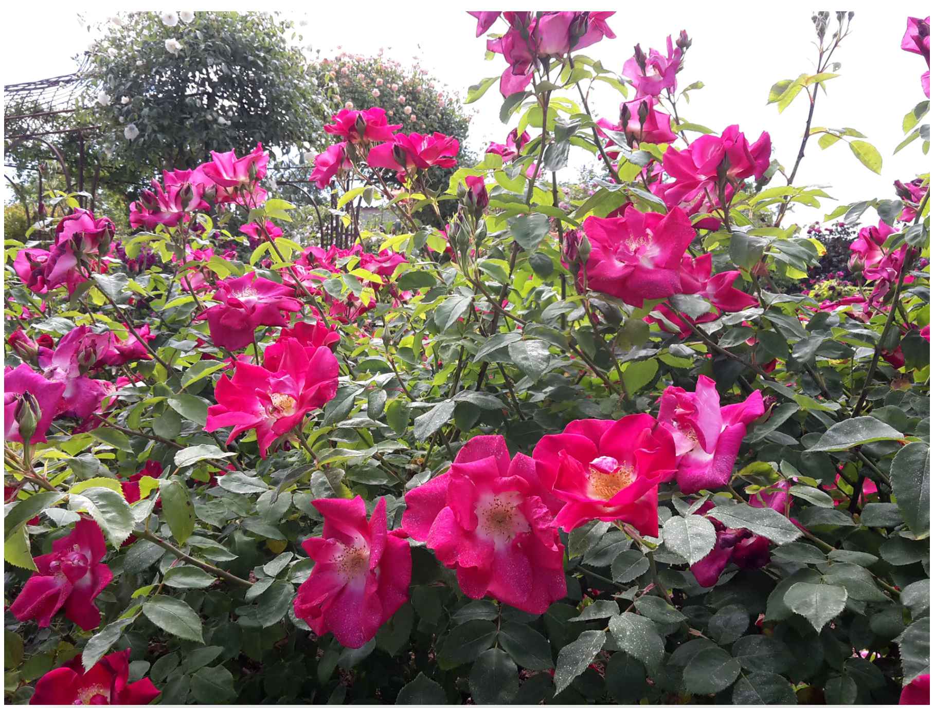 Terre de Rose