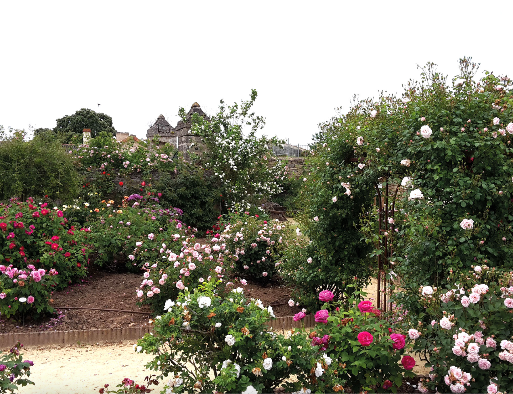 Terre de Rose