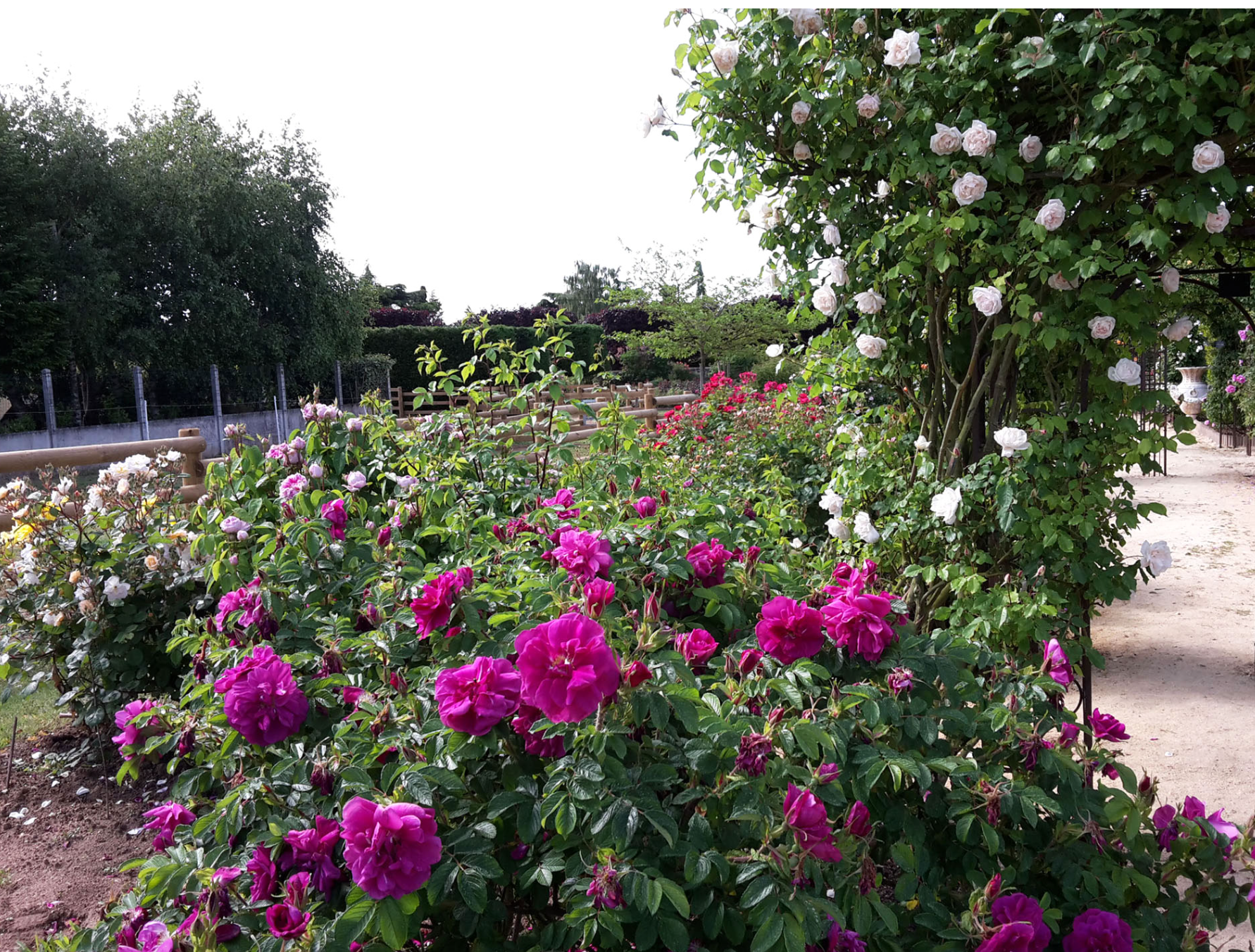 Terre de Rose