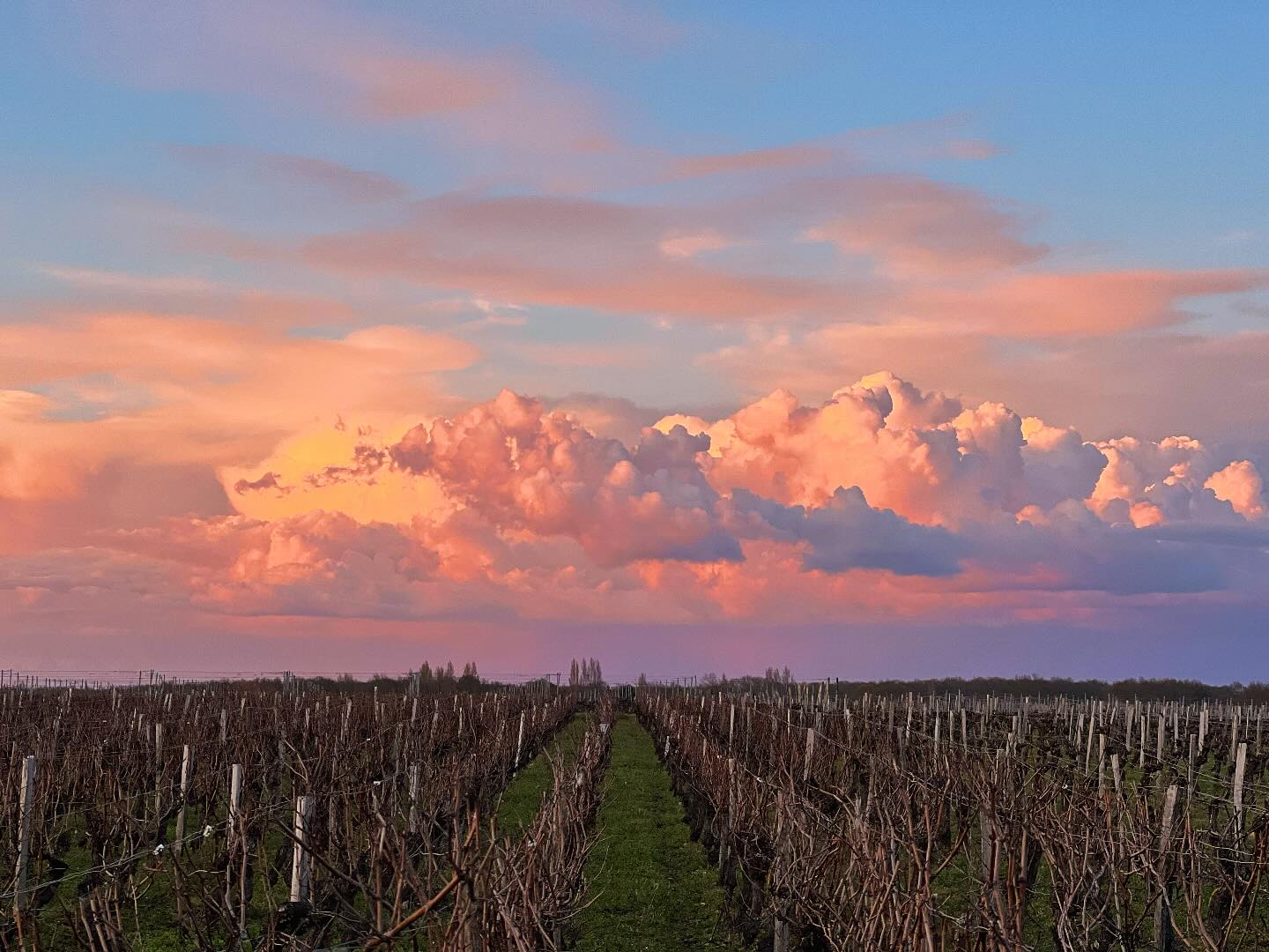 Noisettines du Médoc