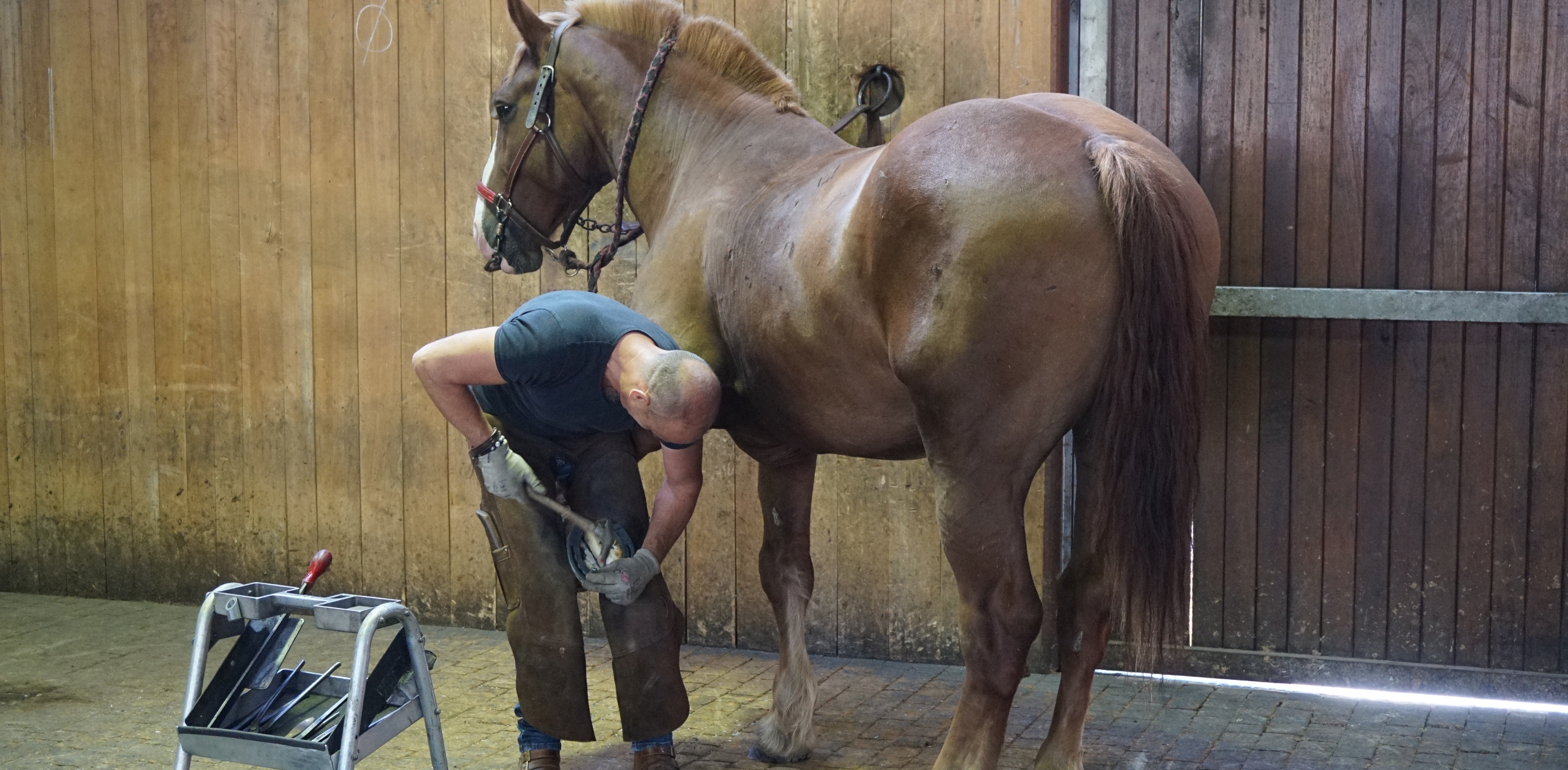 Haras National du Pin