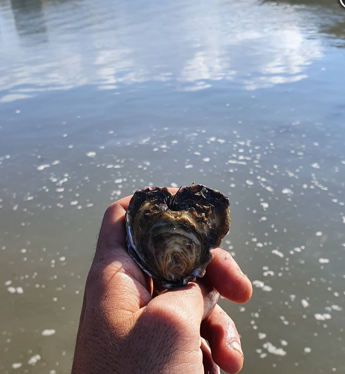 Camargue Coquillages