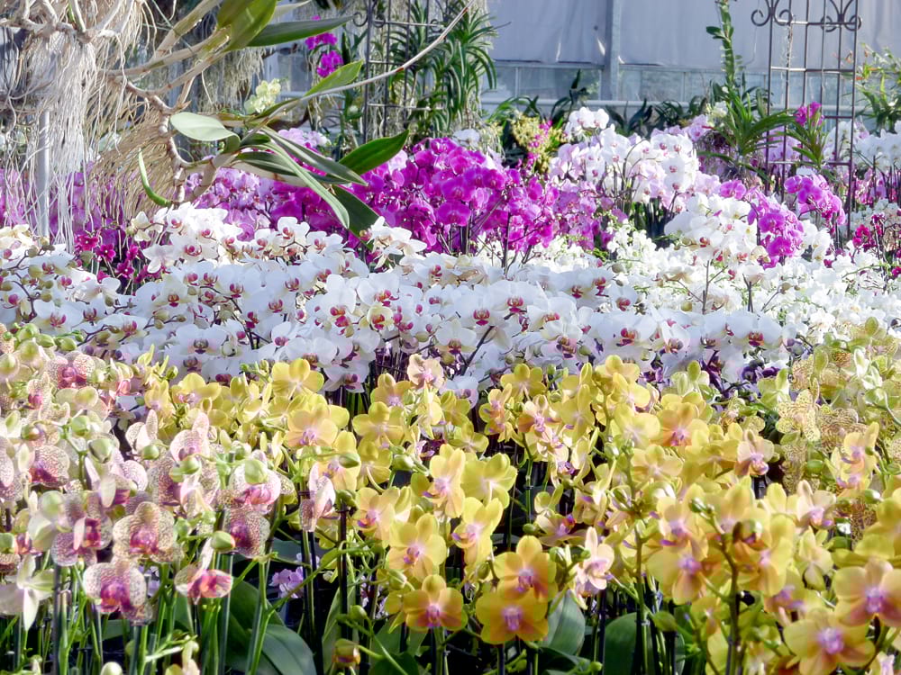 Orchidées Vacherot et Lecoufle