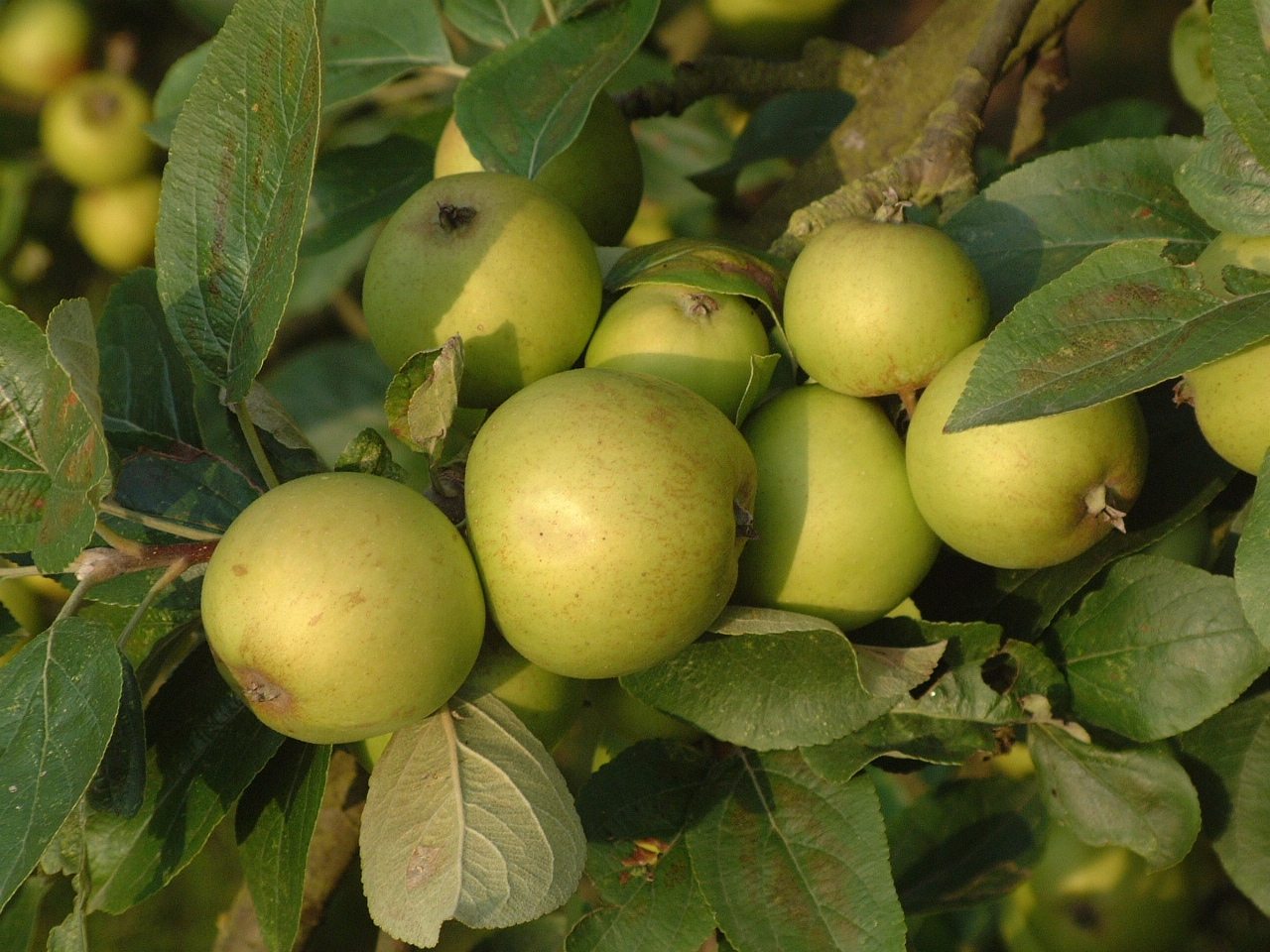 Calvados Pierre Huet