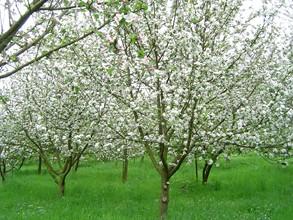 Natur'Pom